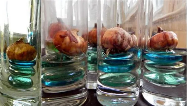 луковицы тюльпанов в вазочках с водой