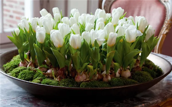 белые тюльпаны с луковицами в большой чаше