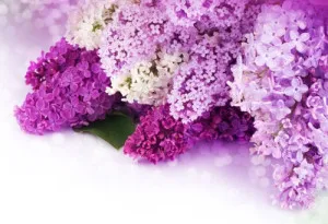 Сирень разнообразной расцветки: от ярко фиолетовой и до нежно сиреневого цвета.