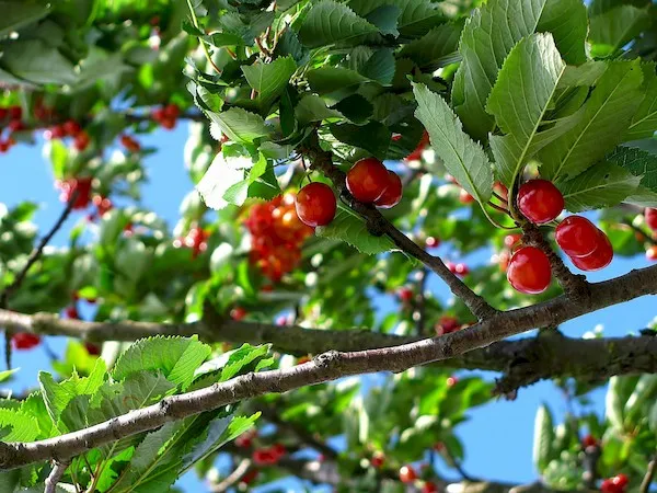Сколько лет живёт вишня: продолжительность жизни, когда начинает плодоносить?