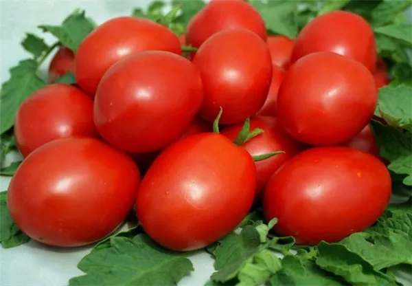 Характеристика 8 видов детерминантного сорта томатов: что это такое, и как овощеводу получить желаемый урожай. Супердетерминантный сорт помидор что это. 5