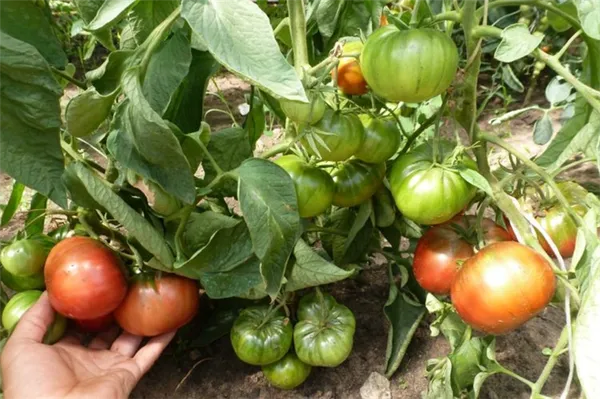 Характеристика 8 видов детерминантного сорта томатов: что это такое, и как овощеводу получить желаемый урожай. Супердетерминантный сорт помидор что это. 4