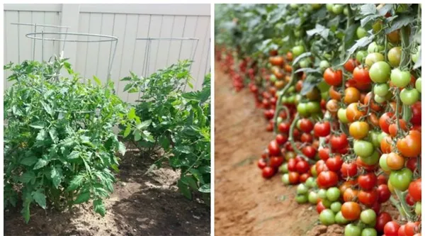 Характеристика 8 видов детерминантного сорта томатов: что это такое, и как овощеводу получить желаемый урожай. Супердетерминантный сорт помидор что это. 2