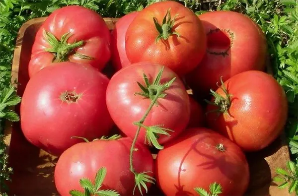 Характеристика 8 видов детерминантного сорта томатов: что это такое, и как овощеводу получить желаемый урожай. Супердетерминантный сорт помидор что это. 3