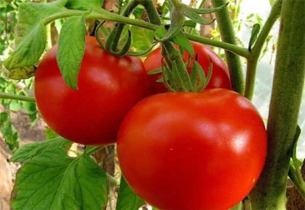 Характеристика 8 видов детерминантного сорта томатов: что это такое, и как овощеводу получить желаемый урожай. Супердетерминантный сорт помидор что это. 6