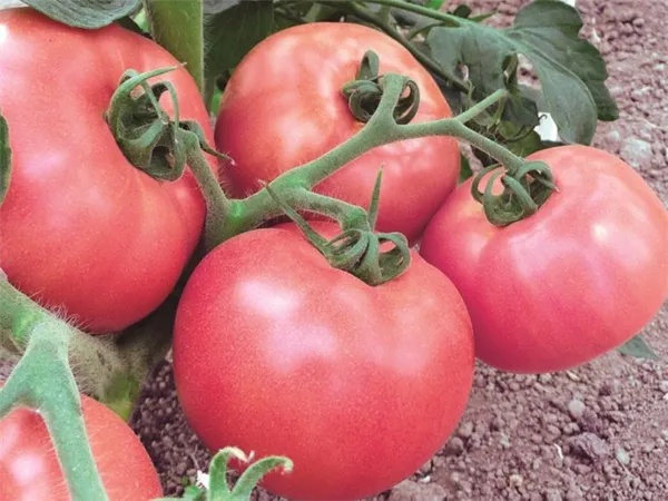 Характеристика 8 видов детерминантного сорта томатов: что это такое, и как овощеводу получить желаемый урожай. Супердетерминантный сорт помидор что это. 8