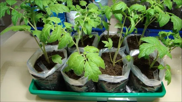 Как посеять томаты на рассаду — пошаговая инструкция. Как посеять томаты на рассаду без пикировки. 6