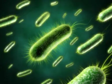 Бактерии, содержащиеся в биоактиваторах