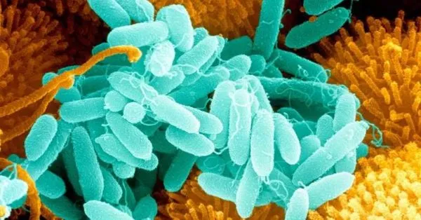 Бактериям надо создавать оптимальные условия для жизнедеятельности