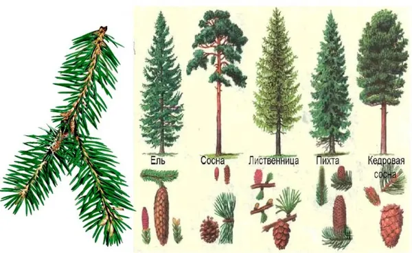 Хвойные растения: классы, виды хвойных деревьев. На чем растет хвоя. 3