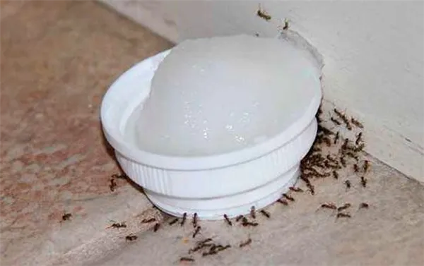 Борная кислота от муравьев в огороде: действие и применение. Как действует борная кислота на муравьев. 5