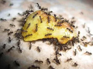 Борная кислота от муравьев в огороде: действие и применение. Как действует борная кислота на муравьев. 3