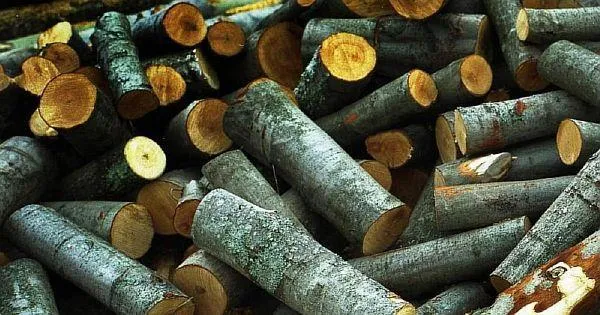 Фото 8. осиновые дрова как средство очистки
