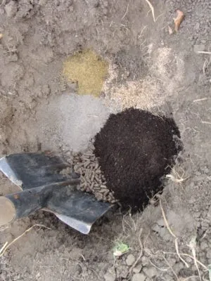 Внесение лопатой удобрений в посадочную яму