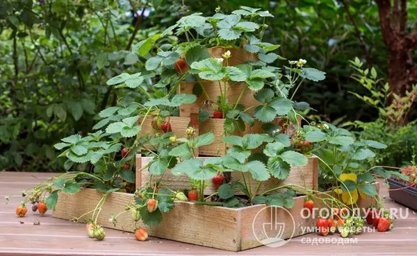 Компактную ягодную плантацию удобно разместить во дворе, на террасе или на балконе