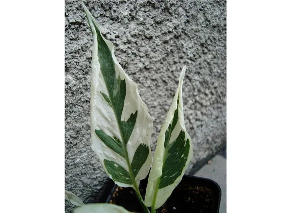 Растение с пятнистыми листьями