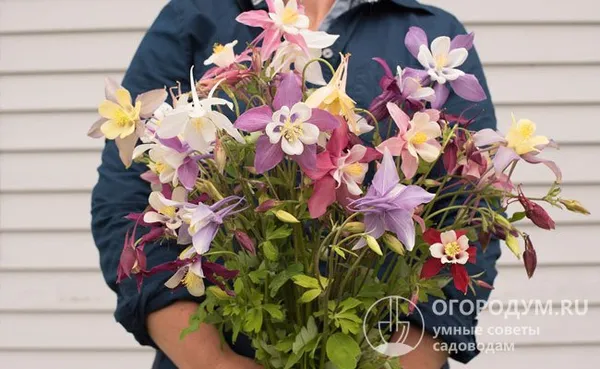 Высокорослые гибриды «Мак Кана Джиант» могут достигать 120 см, имеют крупные цветы разнообразных расцветок