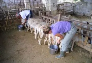 как доить овец