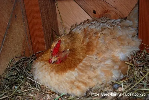 Могут ли куры нести яйца без петуха, какую роль в курятнике выполняет петух и можно ли обойтись без него? Мифы и их опровержения. Как курицы несут яйца без петуха. 8