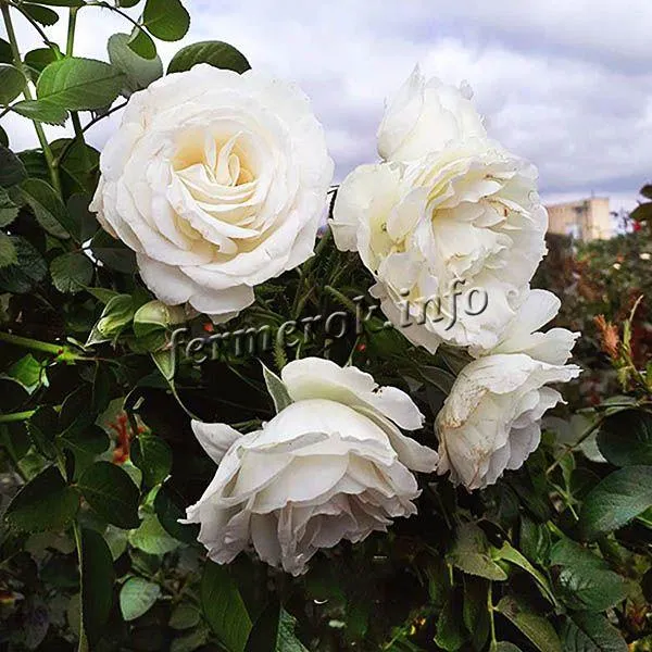 Фото чайно-гибридной белой розы сорта Снегурочка