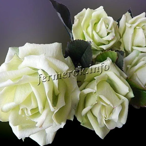 Фото белой плетистой розы сорта Аэлита