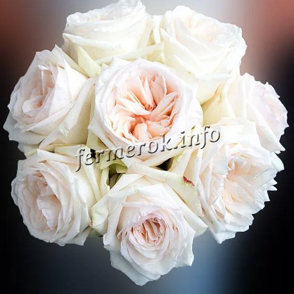 Фото розы флорибунда сорта Вайт Букет