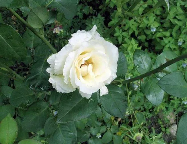 Белые розы. Как выглядят белые розы. 5