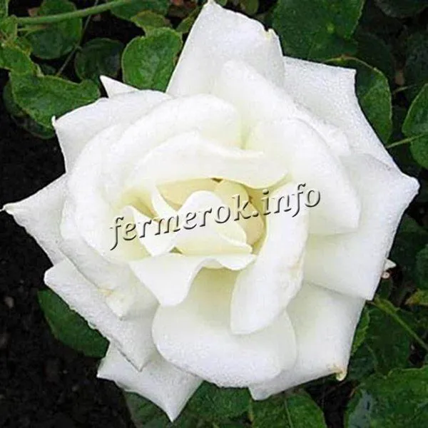 Фото чайно-гибридной белой розы сорта Паскали (Pascali)