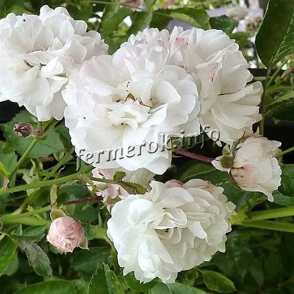 Фото белой плетистой розы сорта Вайт Дороти Перкинс