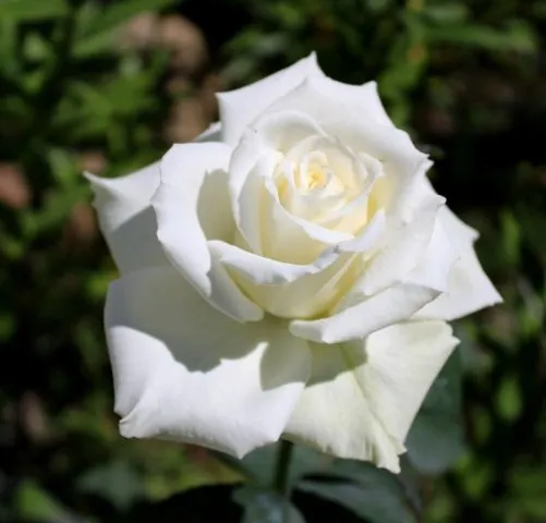 Белые розы. Как выглядят белые розы. 6