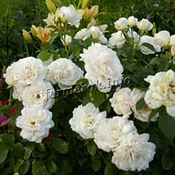 Фото розы флорибунда сорта Вайт Роудраннер