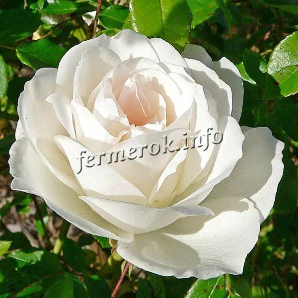 Фото розы флорибунда сорта Айсберг