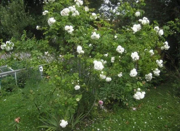 Белые розы. Как выглядят белые розы. 2