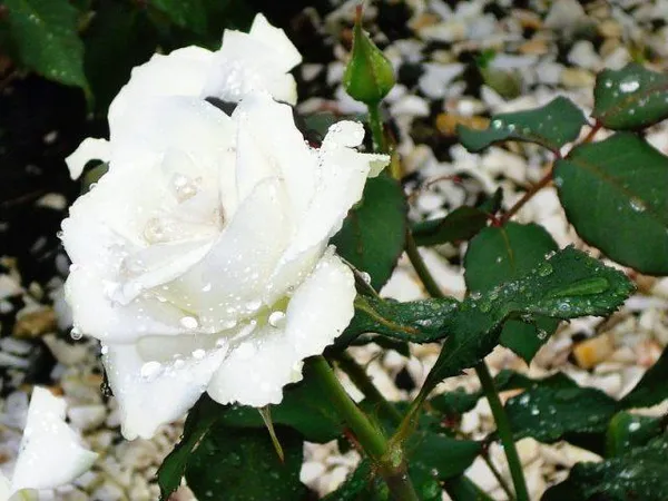 Белые розы. Как выглядят белые розы. 3