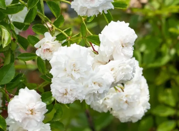 Белые розы. Как выглядят белые розы. 4