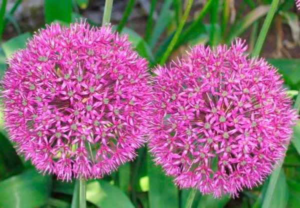 Можно ли есть декоративный лук Афлатунский (Aflatunense) – съедобный или нет. Лук цветет фиолетовыми шарами как называется. 2