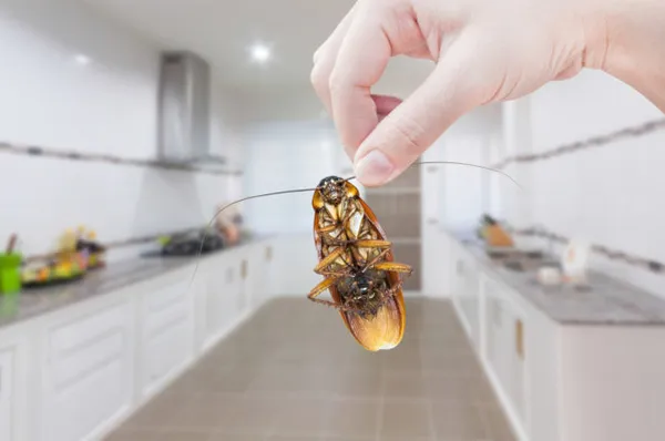 Как травить тараканов борной кислотой и яйцом