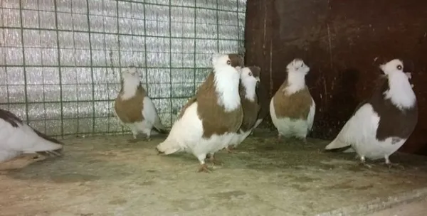 Характеристики голубей Турманов. Какая порода голубей кувыркается. 4
