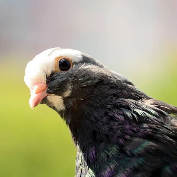 Бойные породы голубей: кувыркающиеся птицы