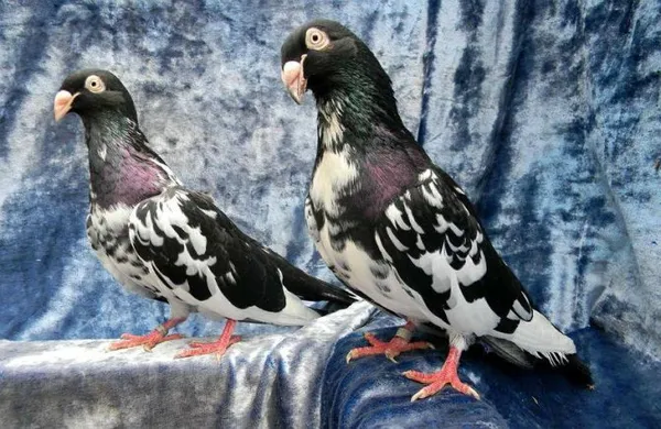 Характеристики голубей Турманов. Какая порода голубей кувыркается. 2