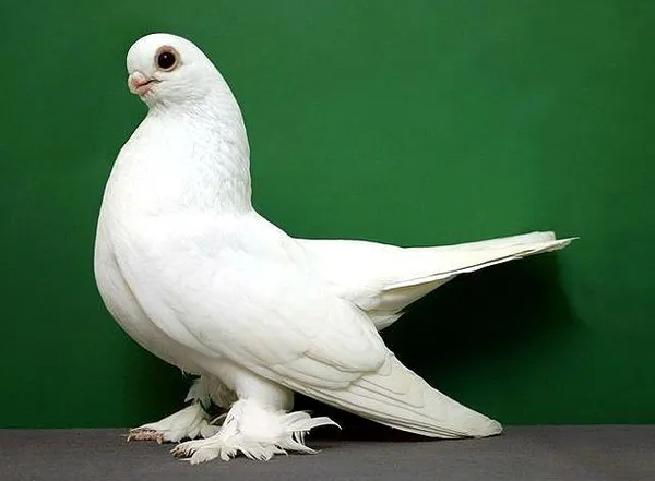 Бойные породы голубей: кувыркающиеся птицы