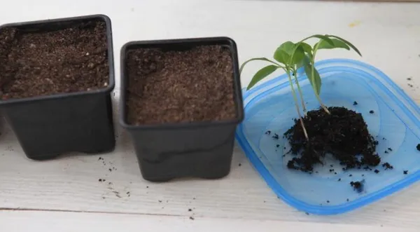 Выращивание острого перца на подоконнике. Как вырастить острый перец на подоконнике. 3
