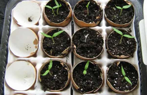 Выращивание острого перца на подоконнике. Как вырастить острый перец на подоконнике. 6
