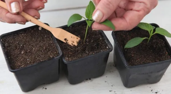 Выращивание острого перца на подоконнике. Как вырастить острый перец на подоконнике. 7