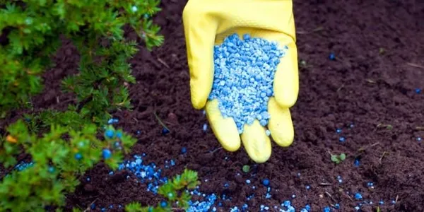 Как подкислить почву для голубики: есть только один верный способ. Как сделать кислую почву для голубики. 4