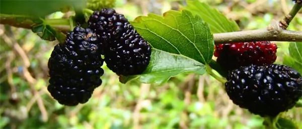 6 чёрных ягод похожих на ежевику. Ягода похожая на ежевику как называется. 2