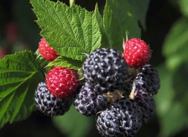 6 чёрных ягод похожих на ежевику. Ягода похожая на ежевику как называется. 4