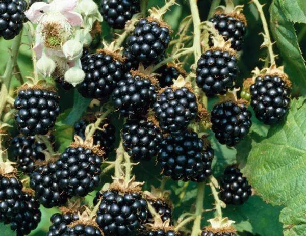 6 чёрных ягод похожих на ежевику. Ягода похожая на ежевику как называется. 3