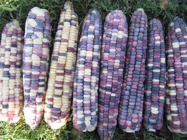 Что такое кукуруза — это фрукт, злак или овощ: разбираемся в вопросе и подробнее изучаем царицу полей. Кукуруза к какой культуре относится. 4