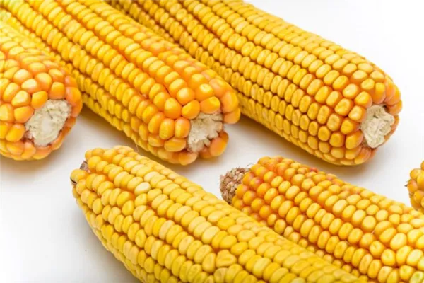 Что такое кукуруза — это фрукт, злак или овощ: разбираемся в вопросе и подробнее изучаем царицу полей. Кукуруза к какой культуре относится. 3